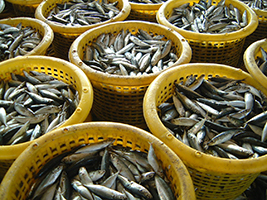 AoS welcomes safe fishing Declaration